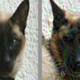 Foto: Google Brain